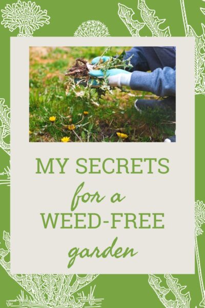 A gardener in gloves pulls dandelion weeds from a lawn