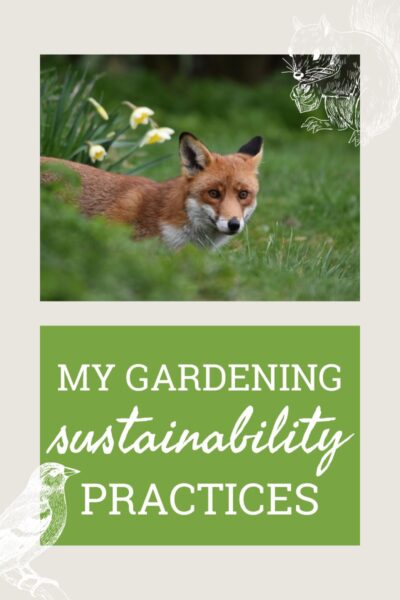 A red fox and daffodils