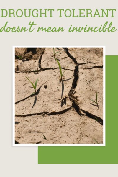 Dry cracked earth with a few stray sprouts growing out of it